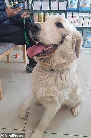 The Golden Retriever smiles despite her scars after an operation. She apparently stills shows as much affection to humans as she did before being attacked.