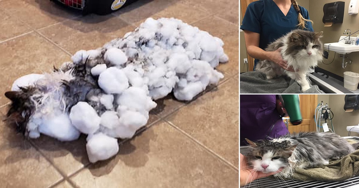 Γάτα βρέθηκε παγωμένη κάτω από ένα βουνό από χιόνι αλλά επέζησε και της μένουν ακόμη 6 ζωές
