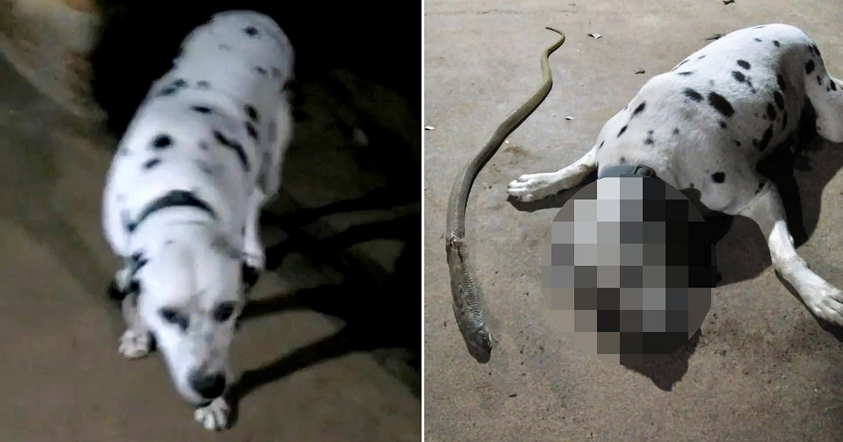 Γενναίος σκυλάκος σκότωσε δηλητηριώδη κόμπρα για να προστατεύσει την οικογένειά του και πέθανε
