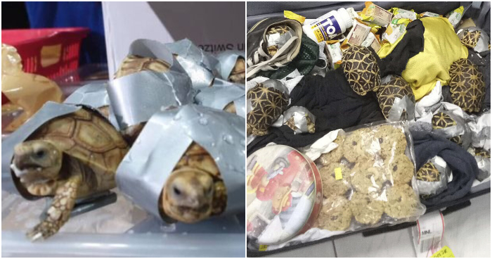 Άνθρωποι στοίβαξαν χελωνάκια με μονωτική ταινία σε βαλίτσες για να τα πουλήσουν λαθραία στη μαύρη αγορά