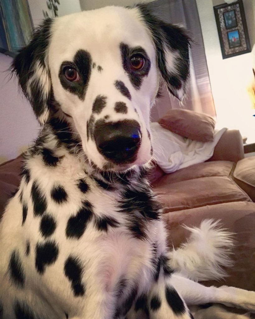 Σκυλός Δαλματίας με σπάνιο τρίχωμα έχει καρδιές γύρω από τα μάτια του - Εικόνα 1