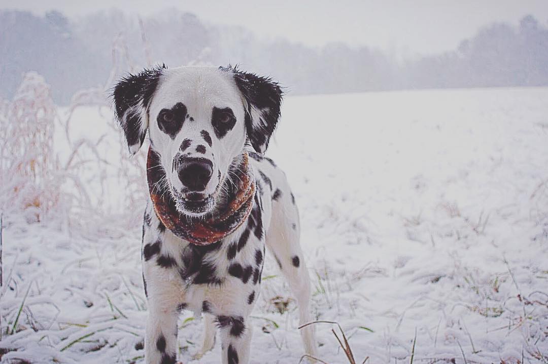 Σκυλός Δαλματίας με σπάνιο τρίχωμα έχει καρδιές γύρω από τα μάτια του - Εικόνα 11