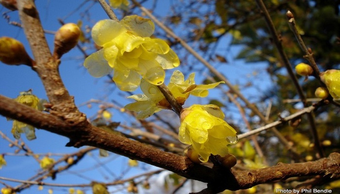 Χειμωνανθός: Το λουλούδι του χειμώνα και ένα υπέροχο τραγούδι του Γιάννη Χαρούλη