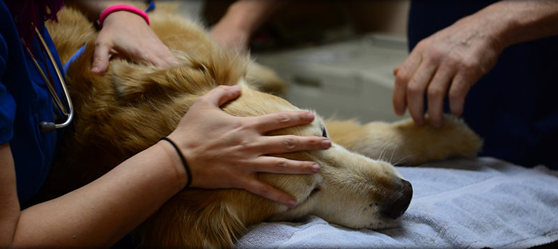 Έκαναν ευθανασία σε υγιή σκύλο για να ταφεί μαζί με την ιδιοκτήτρια – Ήταν η τελευταία της επιθυμία