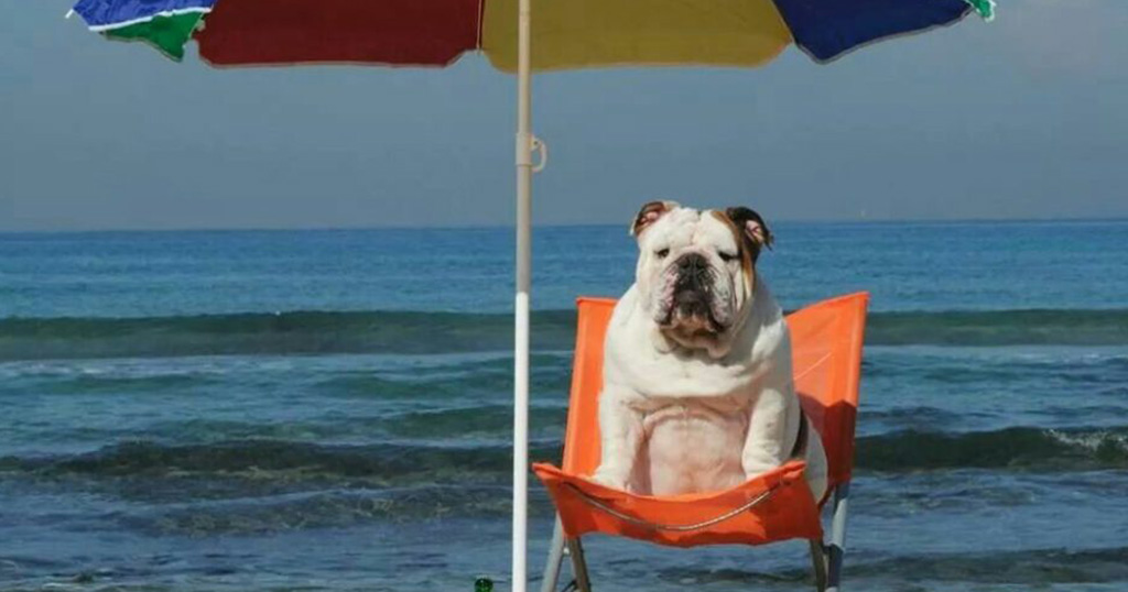 Οχι άλλοι σκύλοι σε θάλασσες και παραλίες