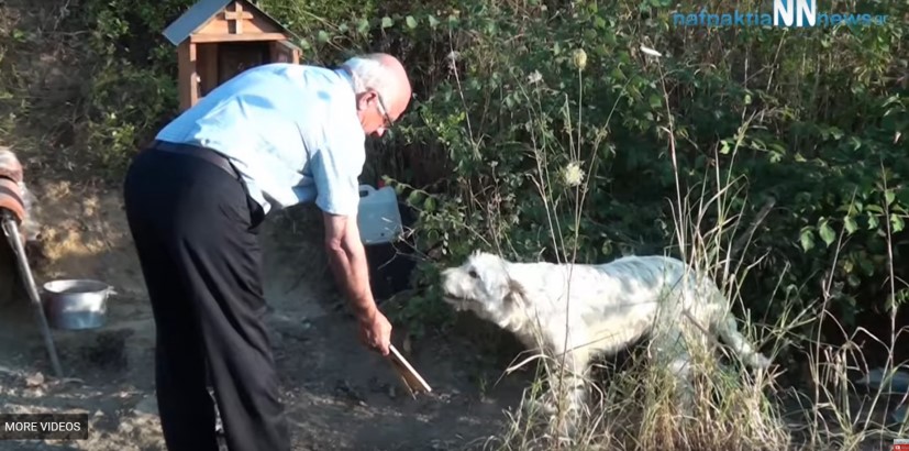 Συγκίνησε το Πανελλήνιο ο σκύλος που μένει 18 μήνες εκεί που σκοτώθηκε το αφεντικό του