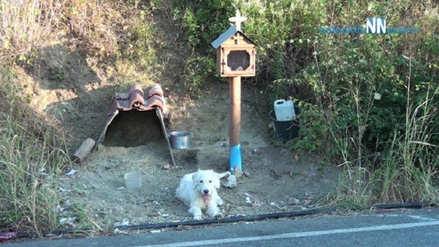 Ο «Χάτσικο» της Ναυπάκτου συγκινεί – Ο σκύλος που ζει δίπλα στο εικονοστάσι του αφεντικού του