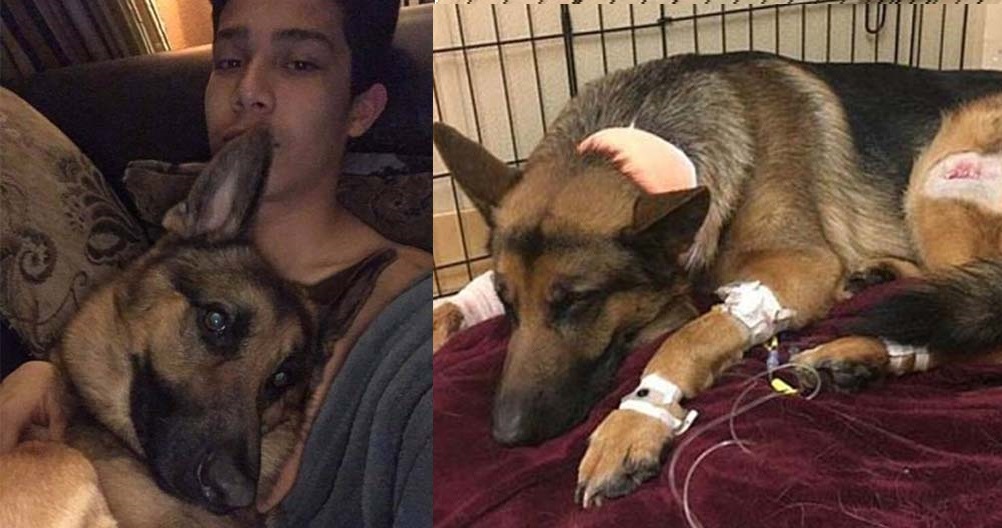 Σκύλος πυροβολήθηκε τρεις φορές για να σώσει το 16χρονο αφεντικό του από κλέφτες