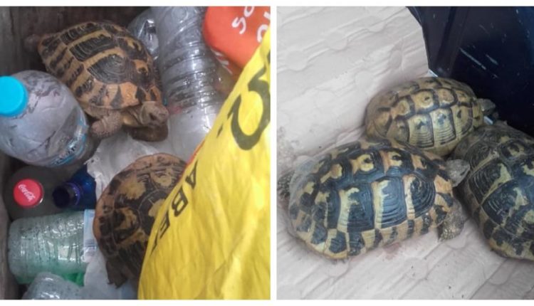 Θεσπρωτία: Και όμως, κάποιος συμπολίτης μας πέταξε ζωντανές χελώνες σε κάδο σκουπιδιών