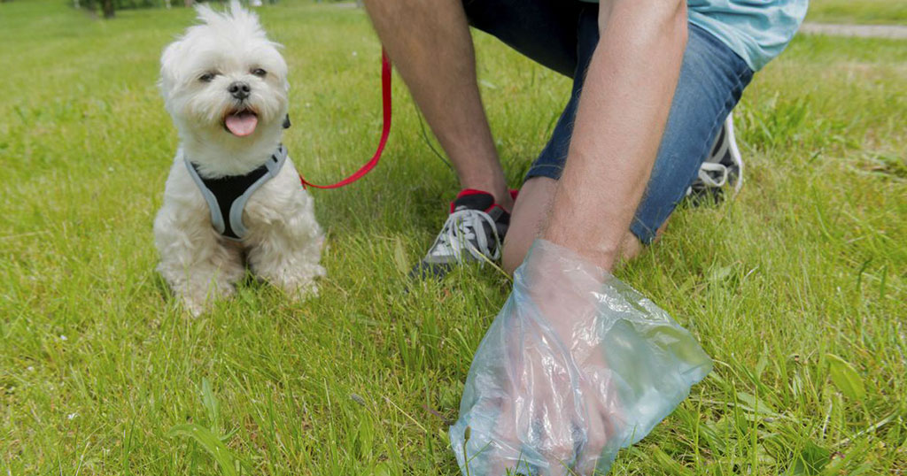 Πρόστιμο σε όσους δεν μαζεύουν τις ακαθαρσίες του σκύλου τους από δρόμους και πάρκα
