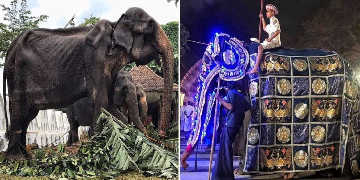 Σοκαριστικές εικόνες δείχνουν αποσκελετωμένο ελέφαντα μετά από παρέλαση στη Σρι Λανκα