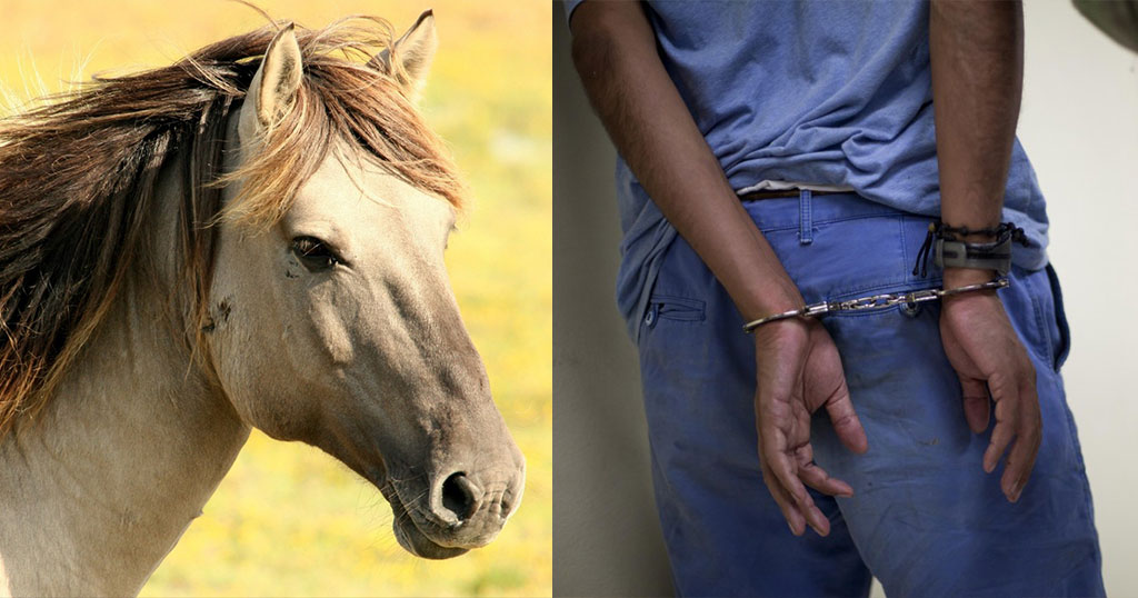 Άντρας βίασε άλογο και είπε στην αστυνομία ότι του έκλεισε το μάτι