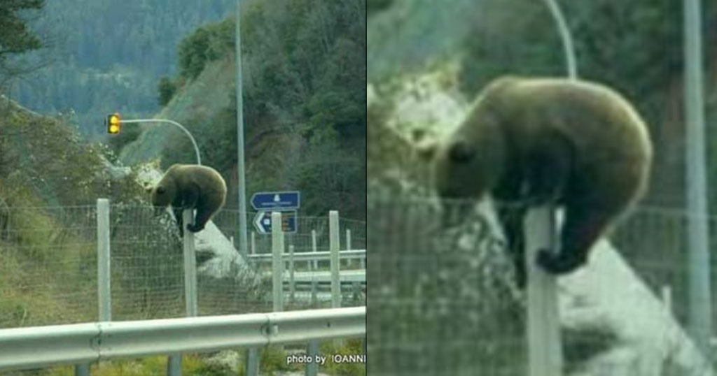 Η στιγμή που μια αρκούδα προσπαθεί να περάσει την Εγνατία Οδό
