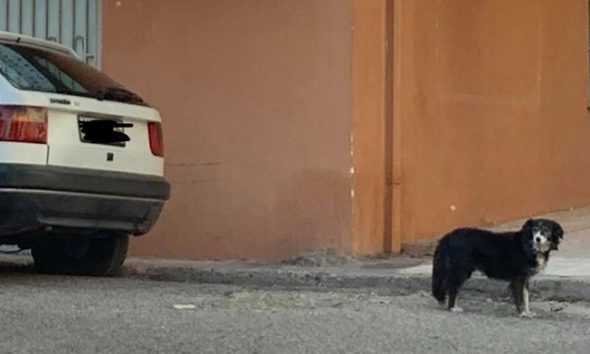 Σκυλίτσα-Χάτσικο στο Αίγιο περιμένει το αφεντικό της που πέθανε έξω από τα μαγαζί του
