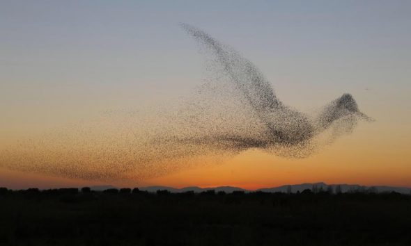 Φωτογραφία δείχνει σμήνος πουλιών να σχηματίζουν ένα γιγάντιο πουλί
