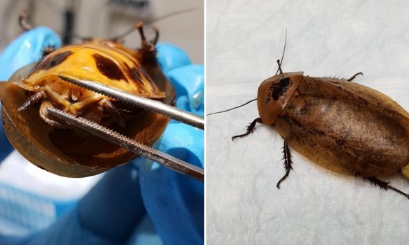 Κατσαρίδα με επιπλοκές σε εγκυμοσύνη υπεβλήθη σε εγχείρηση και τώρα είναι καλά