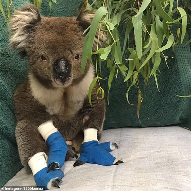 Billy won hearts all around the world after he was rescued from the massive Australian bushfires