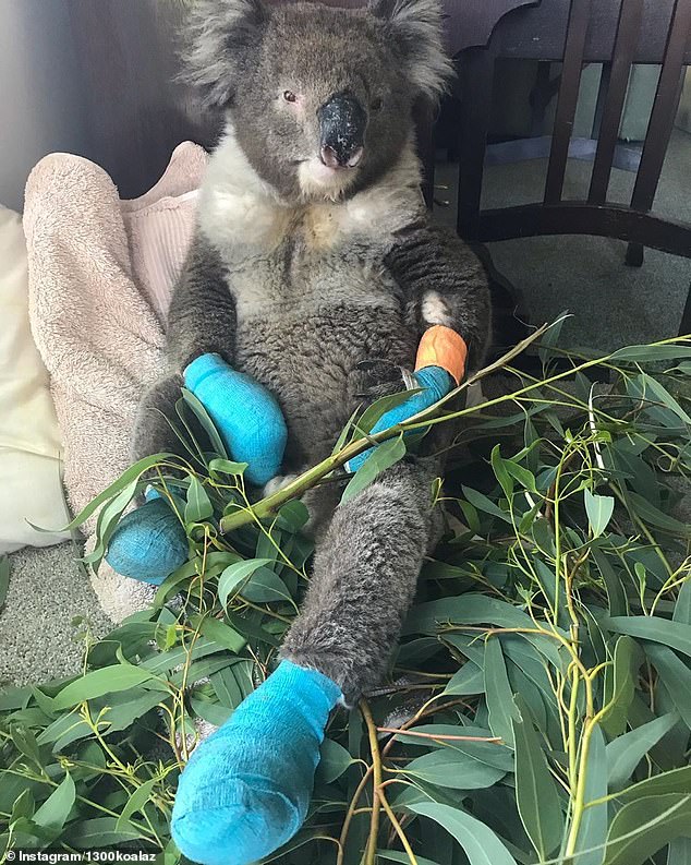 Billy's heartbroken carers from Adelaide & Hills Koala Rescue shared the devastating news on Instagram
