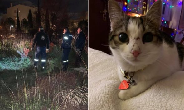Μαρούσι Αττικής: Πυροσβέστης έβαλε σε κίνδυνο τη ζωή του για να σώσει γάτα που παγιδεύτηκε σε βαθύ πηγάδι