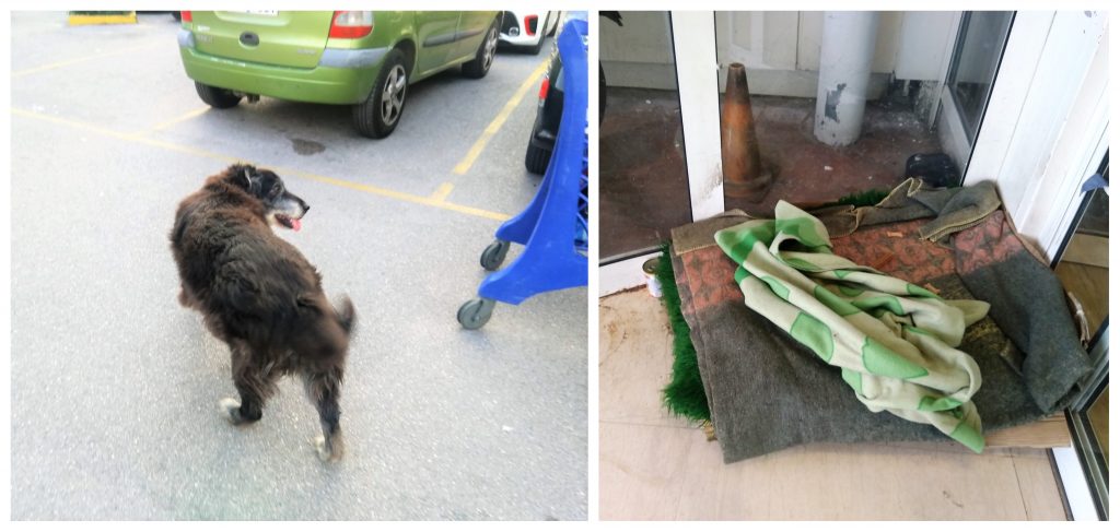 Το κατάστημα Σκλαβενίτης στην Πέτρου Ράλλη έβαλε κρεβατάκι έξω από το μαγαζί για ένα γέρικο σκυλάκι