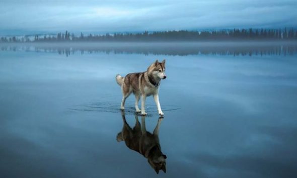 Μαγικές φωτογραφίες από Χάσκι πάνω σε παγωμένη λίμνη Αρκτικής περιοχής της Ρωσίας