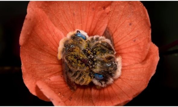 Φανταστική εικόνα: Φωτογράφος συλλαμβάνει δύο μέλισσες που κοιμούνται αγκαλιασμένες μέσα σε ένα λουλούδι