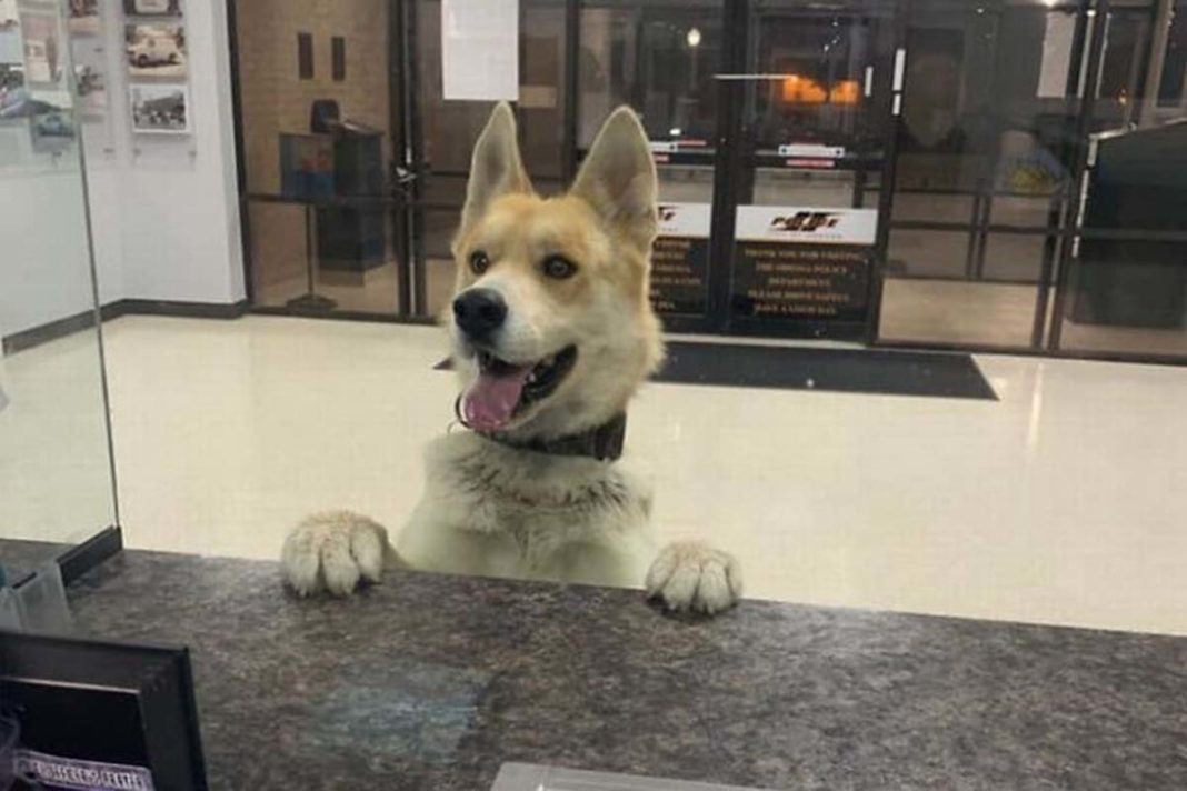 Σκύλος χάθηκε και πήγε να το αναφέρει σε αστυνομικό τμήμα