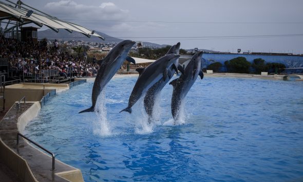 Τέλος το δελφινάριο στο Αττικό Ζωολογικό Πάρκο – Ανακλήθηκε η άδεια