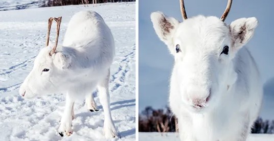 Φωτογράφος απαθανάτισε εξαιρετικά σπάνιο λευκό μωρό τάρανδο στη Νορβηγία.