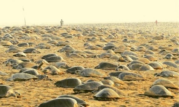 Ινδία: Οι άνθρωποι σε καραντίνα και οι θαλάσσιες χελώνες (επιτέλους) ελεύθερες
