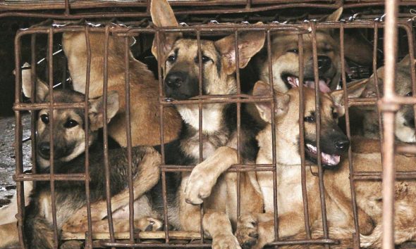 Μην τρώτε γάτες και σκύλους: Διαταγή προς τους κατοίκους σε πόλη της Κίνας