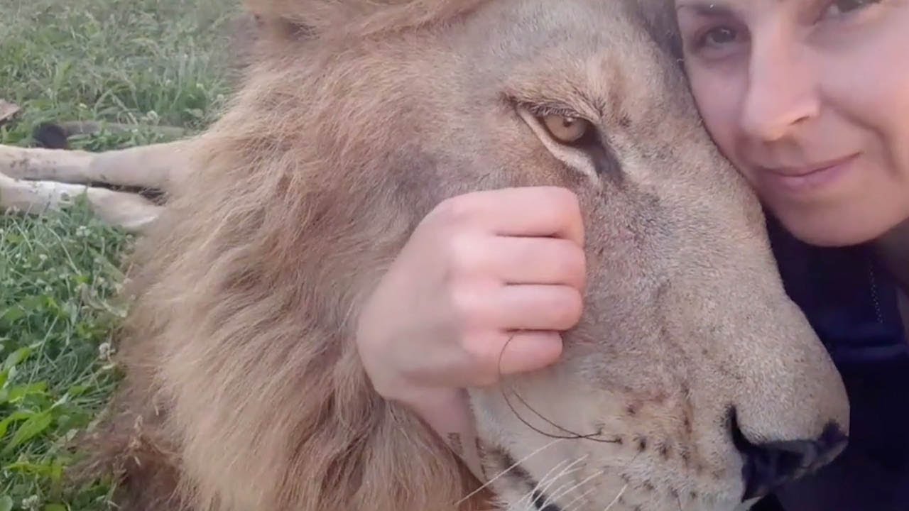 Αγκαλιά με το «θηρίο»: Ο φοβερός δεσμός μιας γυναίκας με ένα άγριο λιοντάρι