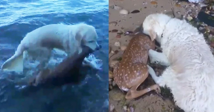 Σκύλος ήρωας βουτάει στο νερό και σώζει τη ζωή μικρού ελαφιού την στιγμή που πνιγόταν
