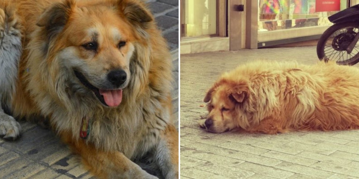Οδηγός παρέσυρε και σκότωσε τον πιο γνωστό αδέσποτο σκύλο της Αθήνας