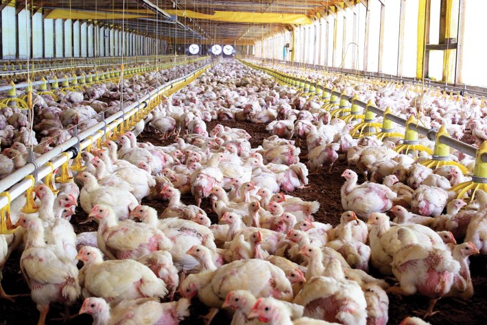 Γρίπη των πτηνών: Θανατώνονται μαζικά 25.000 κοτόπουλα μετά τον εντοπισμό κρουσμάτων σε φάρμα