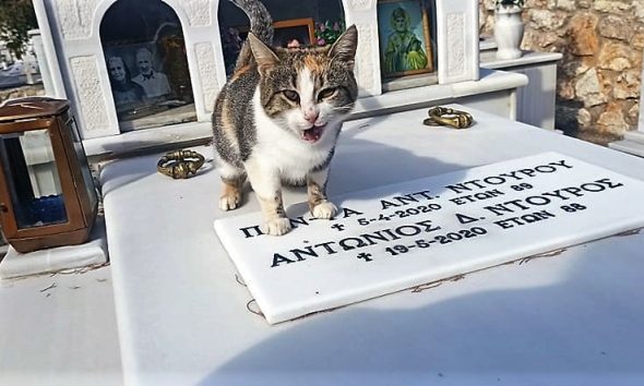 Άστρος Κυνουρίας: Γατάκι ζει μόνιμα πάνω στον τάφο των ανθρώπων που το είχαν