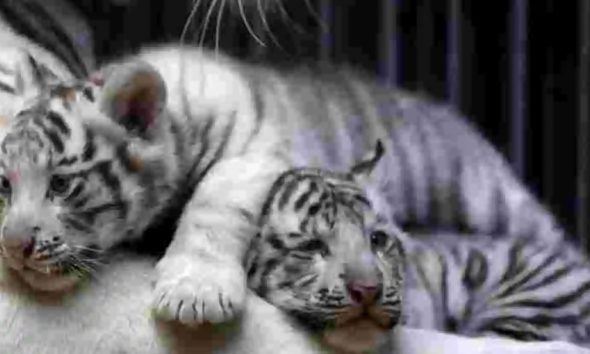 Δύο μωρά λευκά τιγράκια πέθαναν σε ζωολογικό πάρκο πιθανώς από κορωνοιό