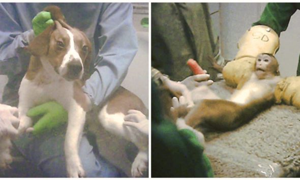Ισπανία: Σε αναστολή εργαστήριο που έκανε φρικτά πειράματα σε ζώα – Στη δημοσιότητα βίντεο που κακοποιούνται