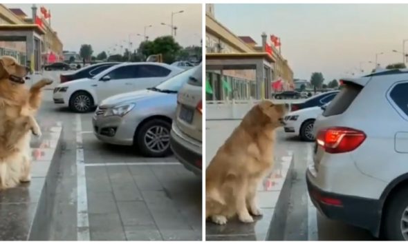 Σκύλος-παρκαδόρος καθοδηγεί αυτοκίνητα να σταθμεύσουν με ακρίβεια χιλιοστού