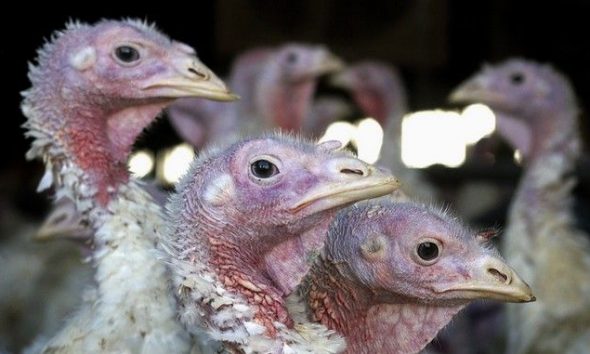 Κίνα: Εντοπίστηκε το πρώτο κρούσμα του στελέχους H1ON3 της γρίπης των πτηνών σε άνθρωπο