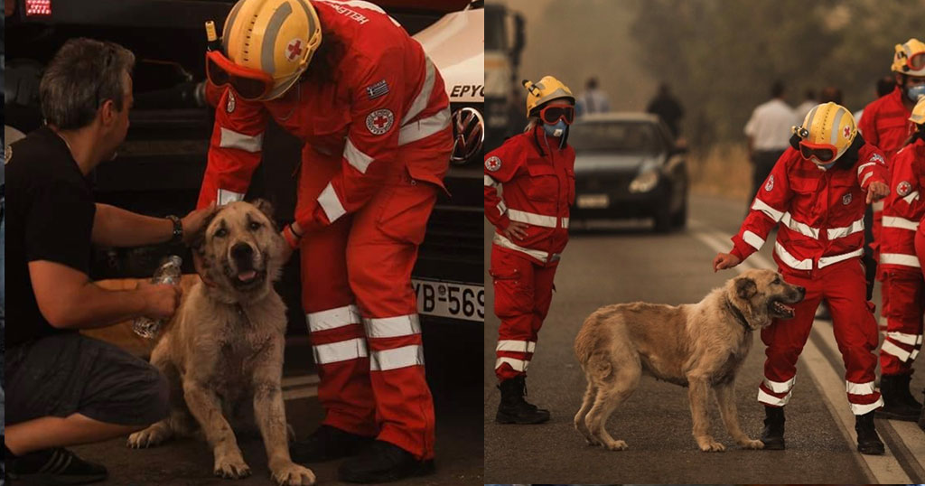 Αστυνομικοί έσωσαν σκύλο από την πύρινη λαίλαπα στη Βαρυμπόμπη