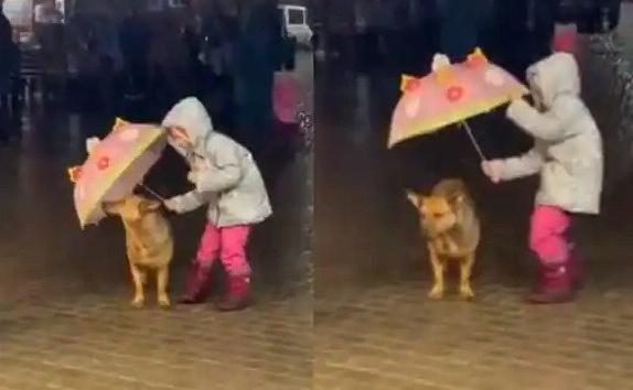 Μικρό κορίτσι προστατεύει σκύλο από τη βροχή με την ομπρέλα της: οι εικόνες είναι μιας σπάνια γλυκύτητας