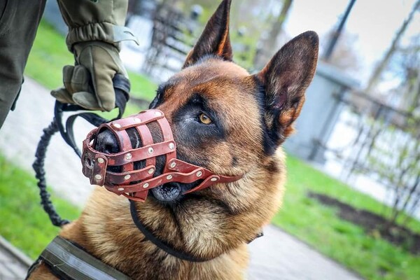 Σκύλος «άλλαξε» πλευρά- Τον εγκατέλειψαν οι Ρώσοι, τώρα βοηθά τον ουκρανικό στρατό