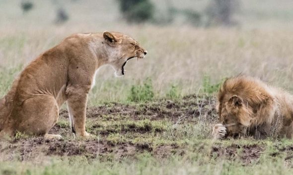 Λέαινα κατσαδιάζει λιοντάρι και αυτό κρύβεται πίσω από την πατούσα του