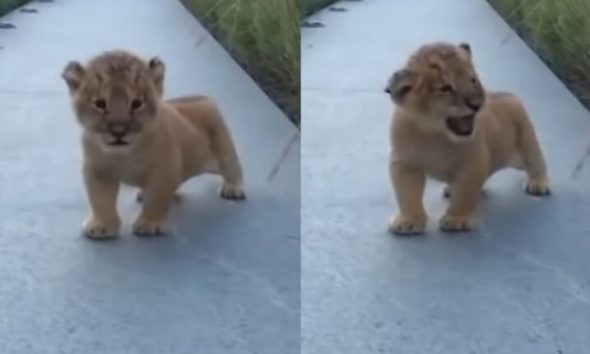 Μικρό λιοντάρι προσπαθεί να βρυχηθεί και να πουλήσει αγριάδα ΑΛΛΑ είναι τόσο γλυκούλης