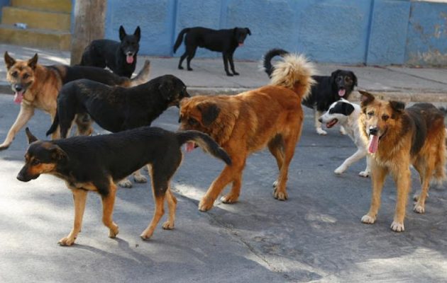 Καλαμάτα: Αγέλη σκύλων κατασπάραξε 34χρονη γυναίκα έξω από τη δουλειά της