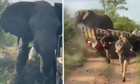 Ελέφαντας δεν άντεξε άλλο την κακοποίηση και έκοψε στη μέση τον άνθρωπο χειριστή του