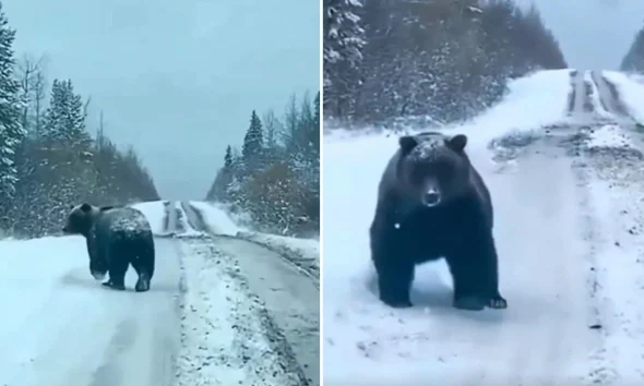 Πέλλα: Οδηγός συνάντησε τεράστια αρκούδα στον δρόμο προς το Καϊμακτσαλάν