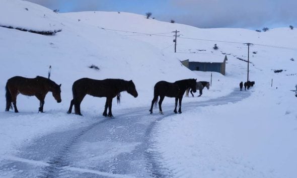 Χιόνια στο Μέτσοβο: Άγρια άλογα μέσα στο χιονισμένο τοπίο προσφέρουν πανέμορφο θέαμα