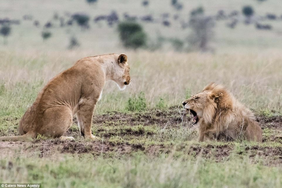 Λέαινα «τα χώνει» σε αρσενικό λιοντάρι κι εκείνο κρύβει το πρόσωπό του με την πατούσα του - Εικόνα 4
